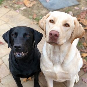 Meet your Posher, William